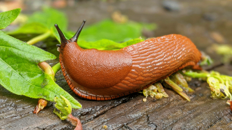 Débarrassez-vous des limaces : ces deux déchets de cuisine protègent vos parterres naturellement
