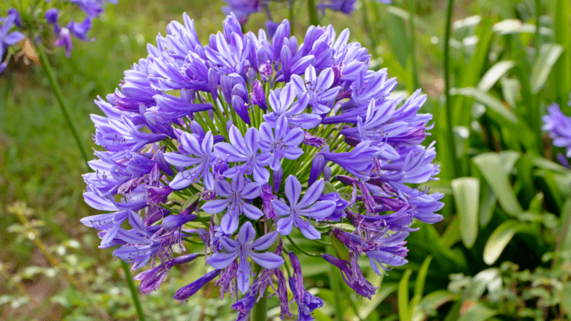Grâce à cette astuce de grand-mère, vos agapanthes n’auront jamais été aussi splendides