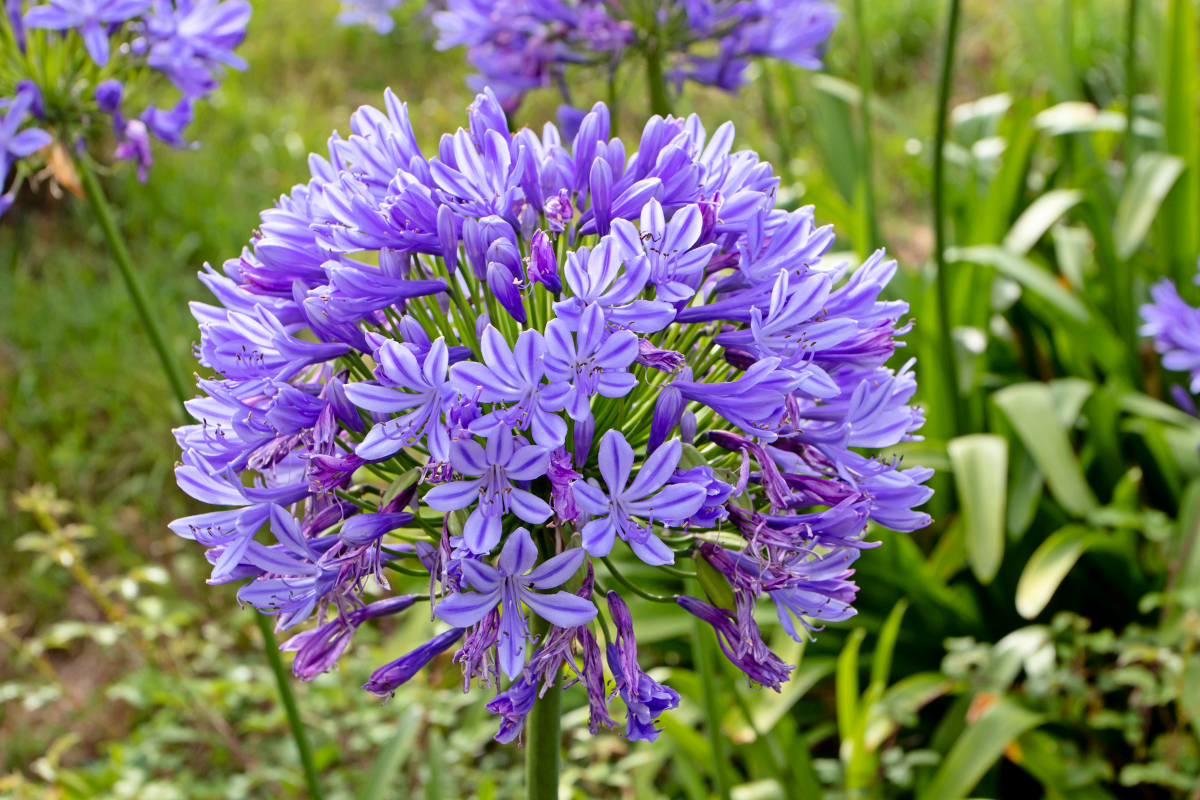 Grâce à cette astuce de grand-mère, vos agapanthes n’auront jamais été aussi splendides