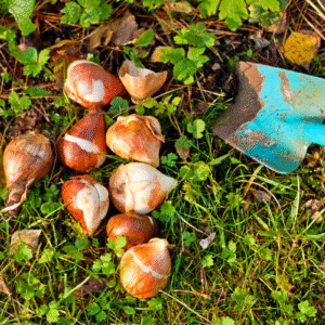 Ces 5 bulbes à planter en mai vont enchanter votre jardin jusqu’aux portes de l’hiver