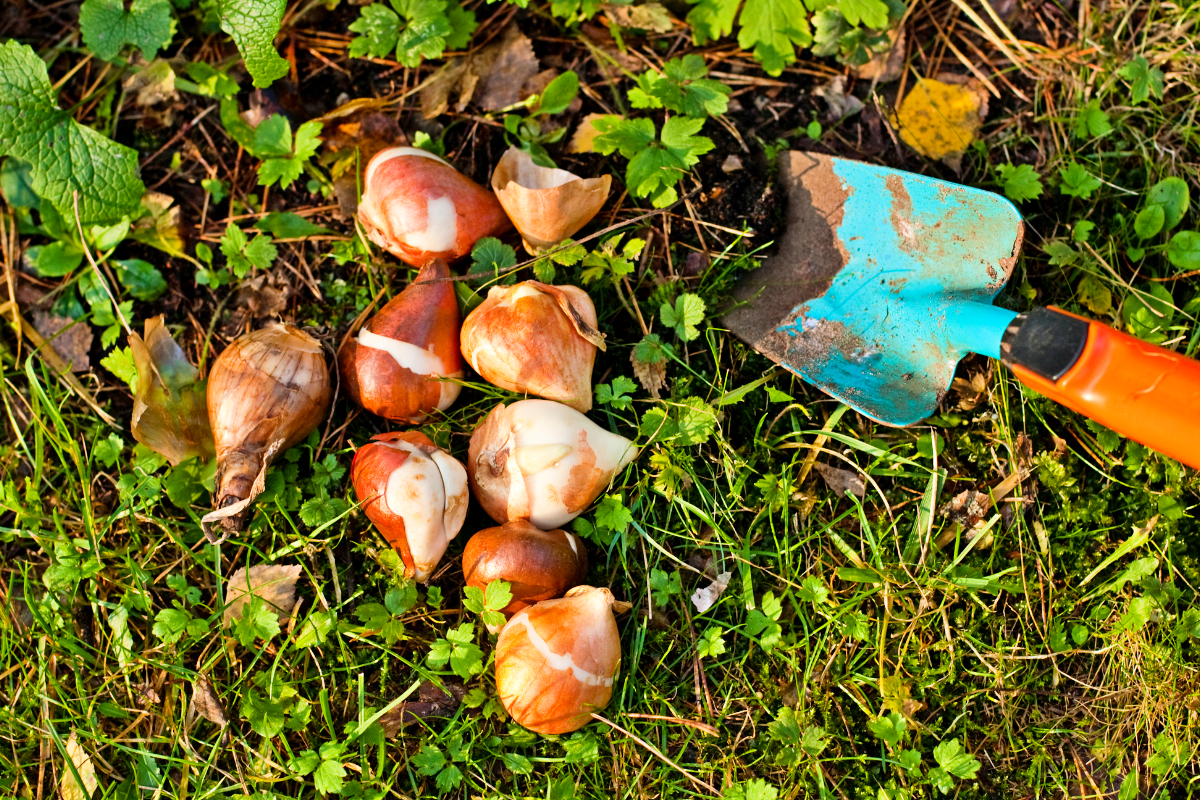 Ces 5 bulbes à planter en mai vont enchanter votre jardin jusqu’aux portes de l’hiver