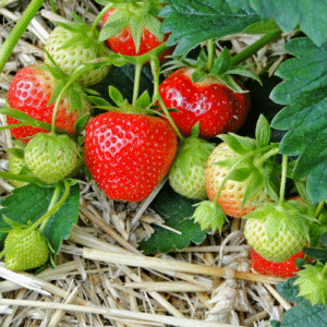 Le secret que ma grand-mère utilisait pour avoir des fraises sucrées et résistantes sans effort