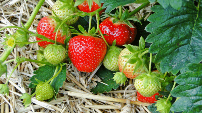 Le secret que ma grand-mère utilisait pour avoir des fraises sucrées et résistantes sans effort