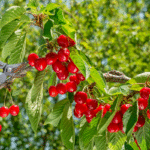 Le moment parfait pour tailler votre cerisier et booster sa future récolte