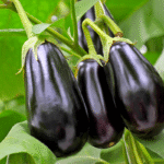 Aubergines : comment bien choisir leur emplacement pour des fruits à gogo cet été