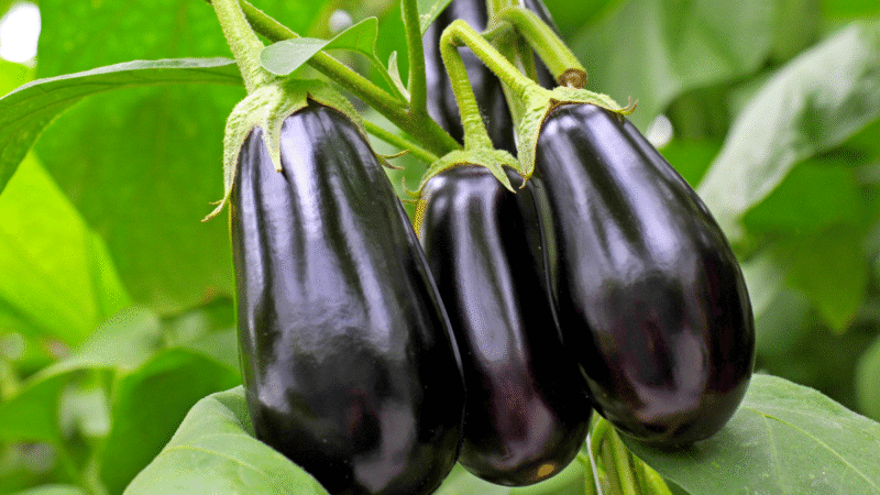 Aubergines : comment bien choisir leur emplacement pour des fruits à gogo cet été