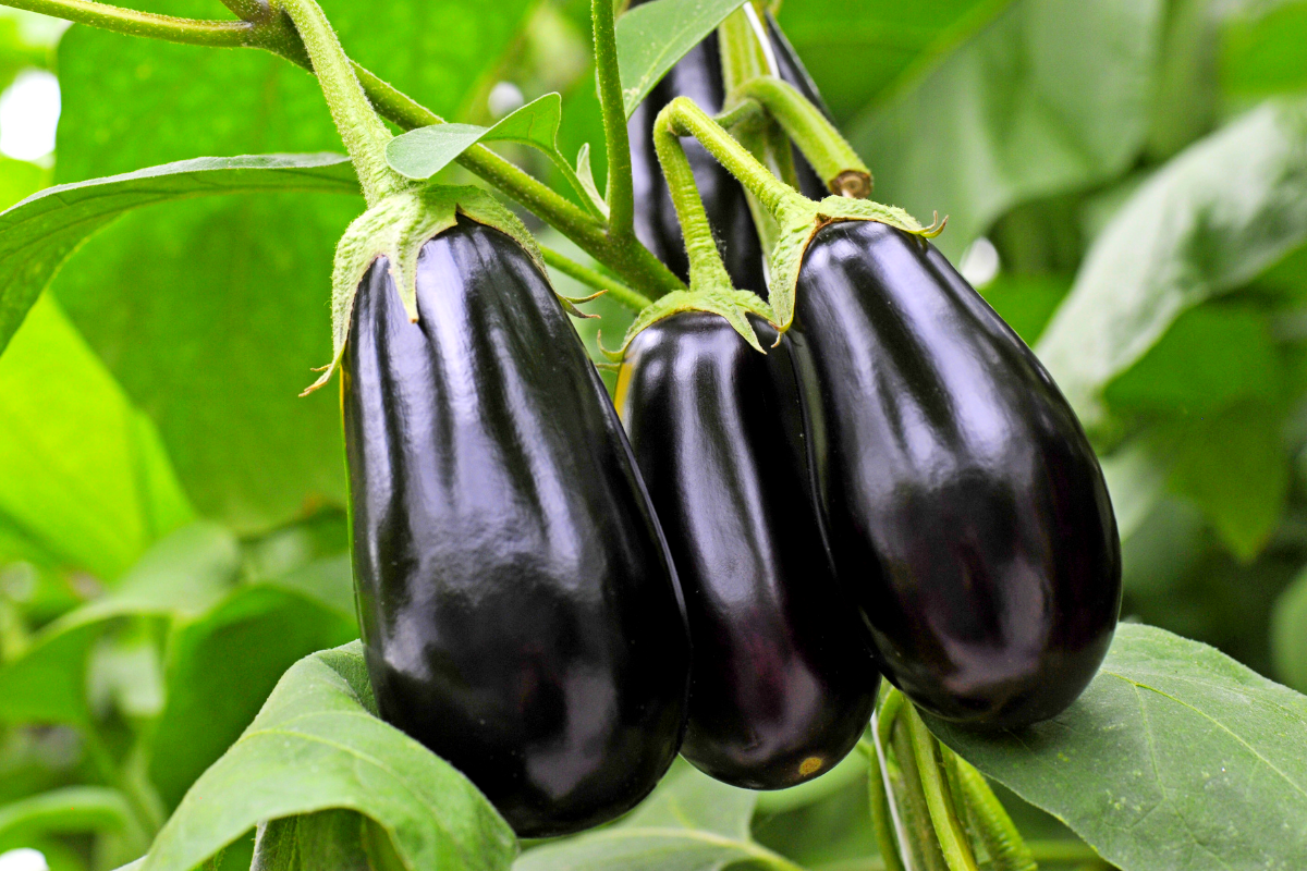 Aubergines : comment bien choisir leur emplacement pour des fruits à gogo cet été