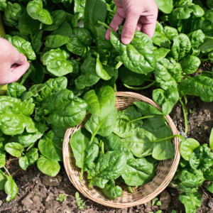 5 gestes à faire au potager en mai pour avoir des légumes plus goûteux cet été