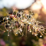 Comment entretenir et cultiver la crépide capillaire