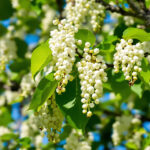 Comment entretenir et cultiver le cassier