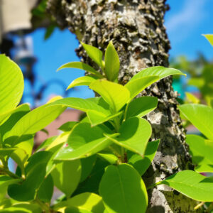 Comment entretenir et cultiver le litsea cubeba