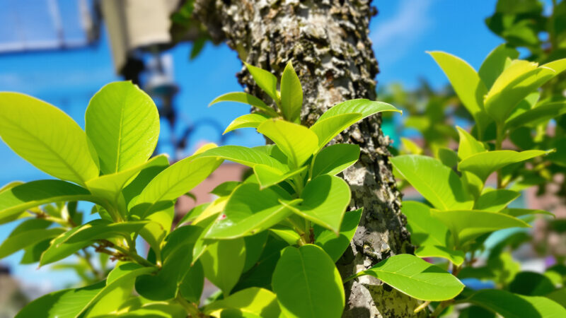 Comment entretenir et cultiver le litsea cubeba