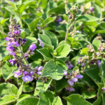 Comment entretenir et cultiver le nepeta faassenii