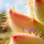 Comment entretenir et cultiver le pleiospilos nelii