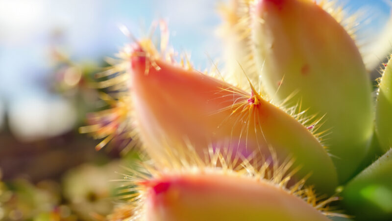 Comment entretenir et cultiver le pleiospilos nelii