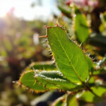 Comment entretenir et cultiver le vachellia tortilis