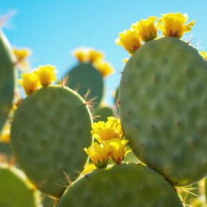 Comment entretenir et cultiver l’opuntia humifusa