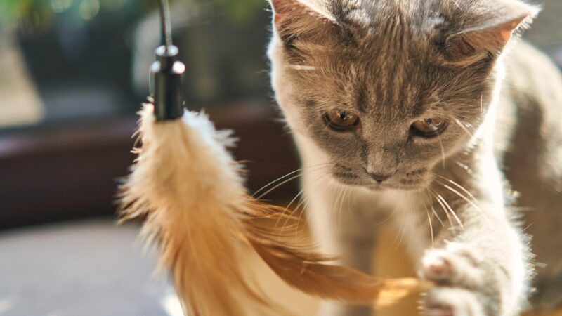 Comment préparer son appartement avant d’adopter un chat : la liste des équipements essentiels